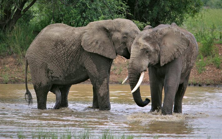 elefanti, fauna selvatica, Africa, elefanti nel fiume, animali selvatici, famiglia di elefanti