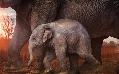 Bebek fil, G&#252;n batımı, k&#252;&#231;&#252;k fil, Afrika, filler