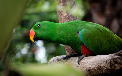 ボリビアの軍客様, 近, parrots, 野生動物, 緑parrot, 客様, 現在