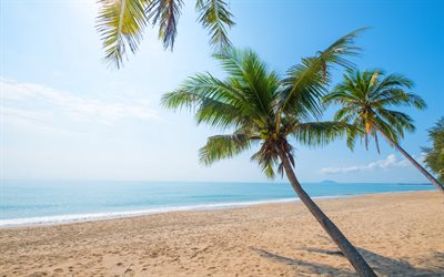 summer, tropical island, palm, coast, ocean, coconuts, summer travels