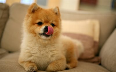 Spitz, bokeh, cute animals, pets, sofa, dogs, Pomeranian, Pomeranian Spitz