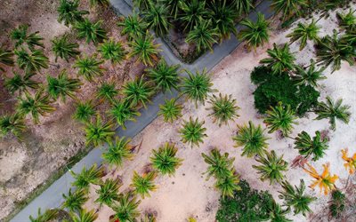 4k, beach, palm trees, summer, view from above, aerial shot