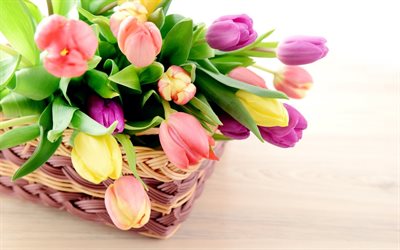 coloridos tulipanes, cesta, close-up, coloridas flores, los tulipanes