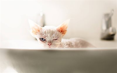 Devon Rex, white wet cat, big gray eyes, pets, cat breeds, bathing