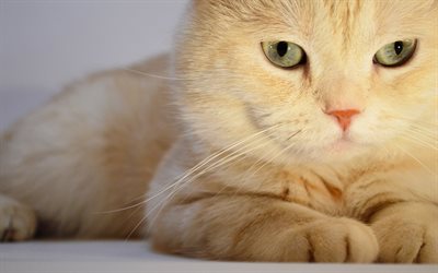 Chat persan, close-up, chat blanc, moelleux chat, les chats, les chats domestiques, les animaux de compagnie, persan