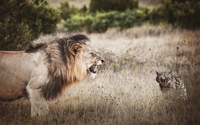 Lion vs Wildcat, wildlife, Africa, big lion, dangerous animals