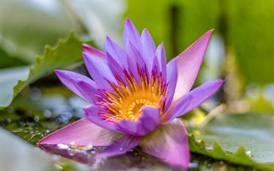 Lotus, 4k, close-up, de color Lila, flor de loto, Nelumbo