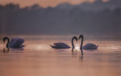 white swans, evening, sunset, lake, beautiful birds