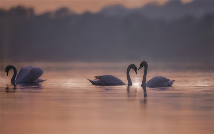 cigni bianchi, sera, tramonto, lago, splendidi uccelli