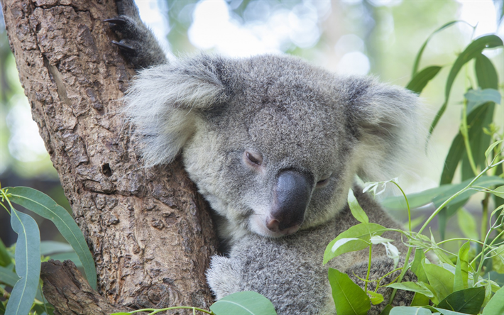 small koala, cute gray bear cub, branch, Australia, tree