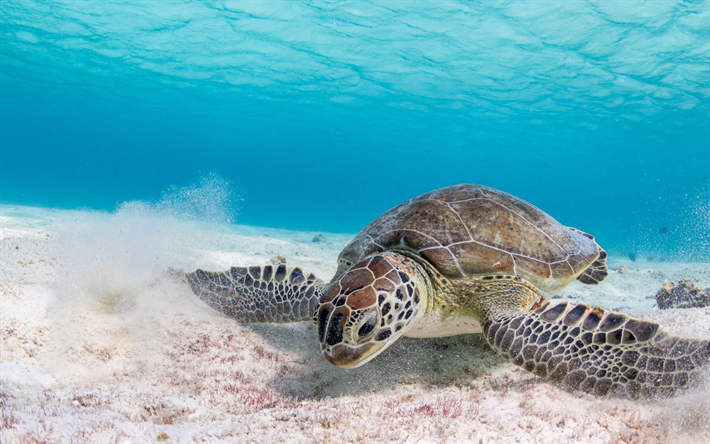 large turtle, Great Coral Reef, underwater world, sand, bottom