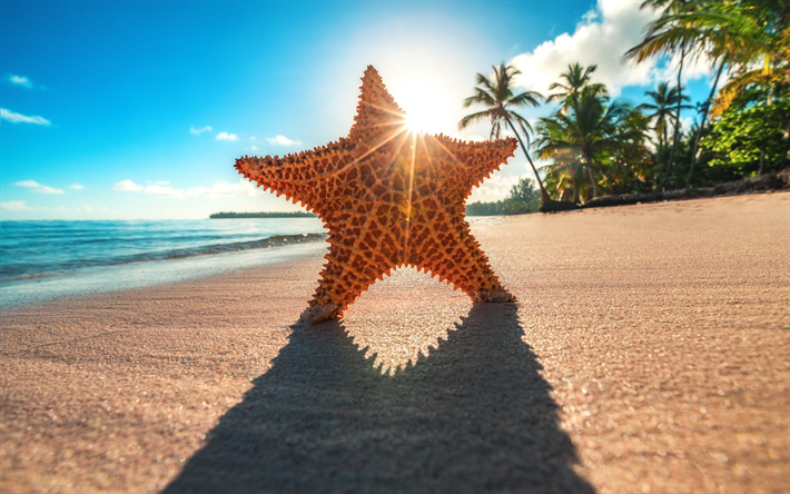 starfish, beach, coast, summer, tropics, sea, bright sun