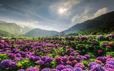 hortensia, lila berg blommor, bergslandskapet, kv&#228;ll, sunset, Asien