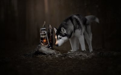 husky, puppy, forest, pets, small gray dog, lamp, curiosity