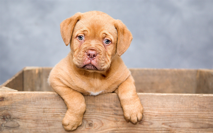 Bordeauxdog, small puppy, Bordeaux Mastiff, pets, small brown dog