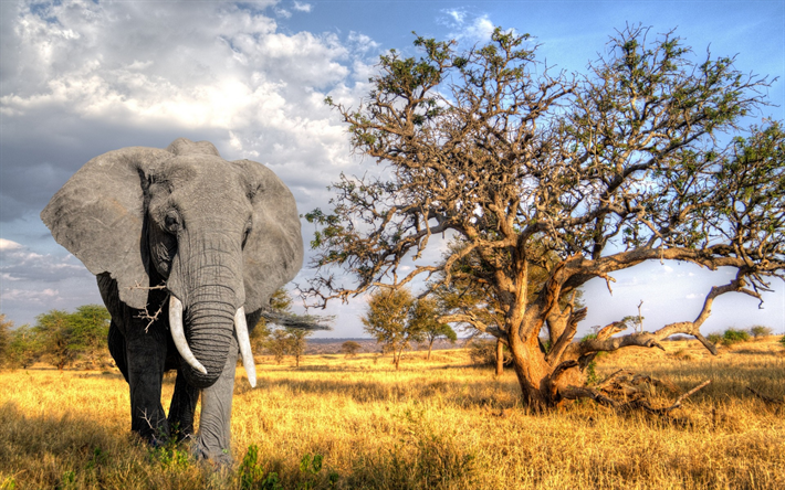 Grande gris elefante, &#193;frica, puesta de sol, &#225;rboles secos, por la noche, los elefantes, la vida silvestre