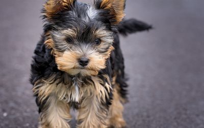Yorkshire Terrier, black puppy, pets, small dog, cute animals, puppies