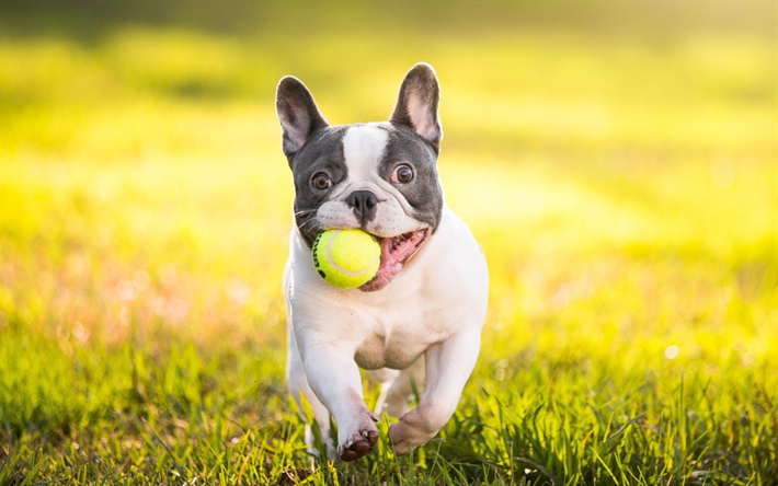 ダウンロード画像 フレンチブルドッグ テニスボール 面白い犬 犬 芝生 走犬 かわいい動物たち Bulldogs フリー のピクチャを無料デスクトップの壁紙