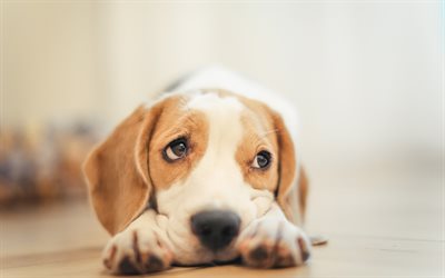 beagle, little cute puppy, pets, small dog, cute look