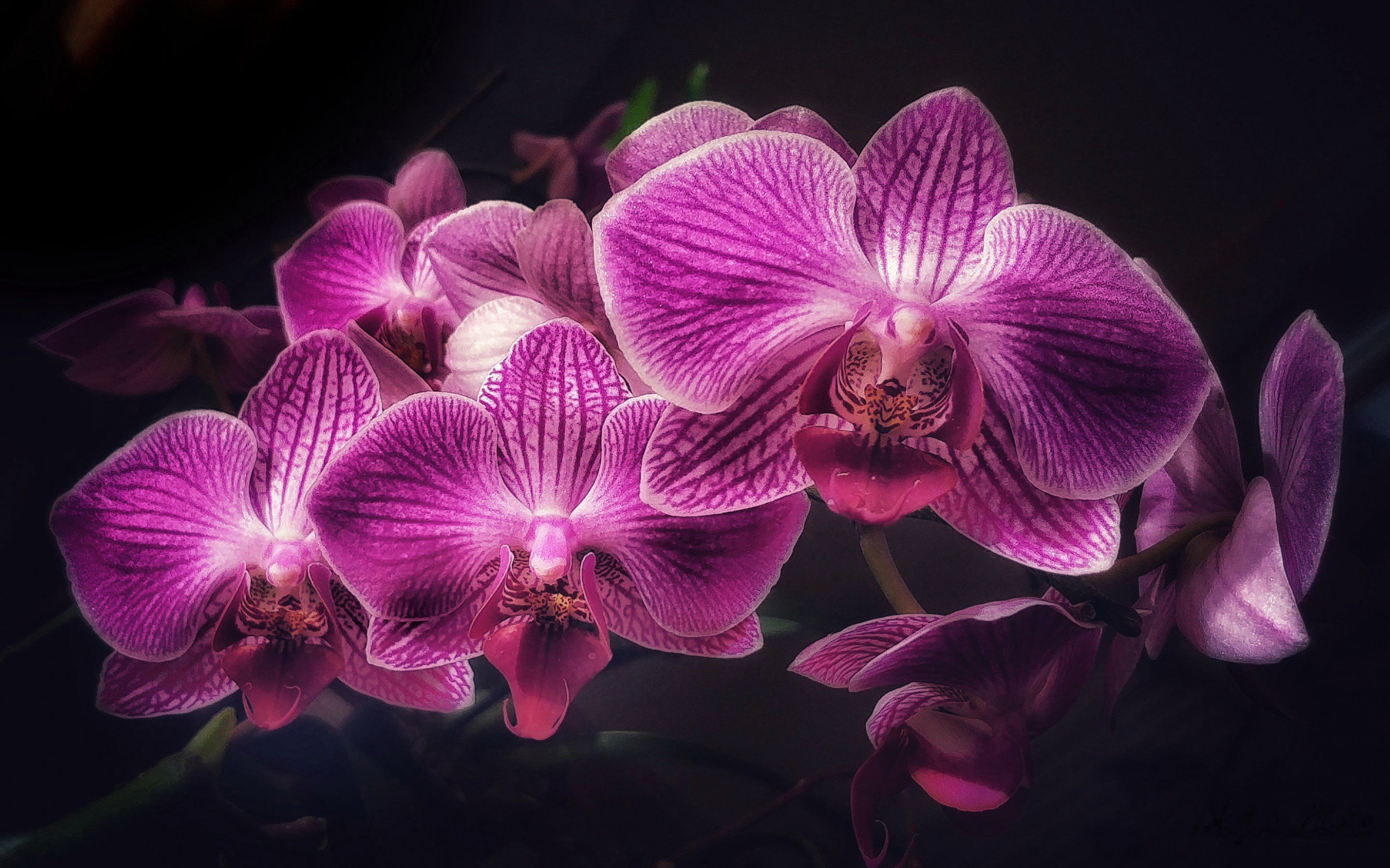 Download Wallpapers Purple Orchids Orchid Branch Tropical Flowers Orchid On A Black