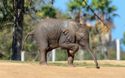 beb&#234; elefante, Elefante africano, animais fofos, elefantes, &#193;frica, a vida selvagem