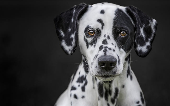 Dalmatian, dog, pets, spotted dog