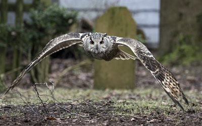 Owl, wingspan, beautiful bird, large owl, forest