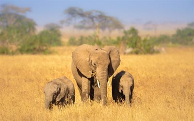Elephants, Africa, elephant family, wildlife