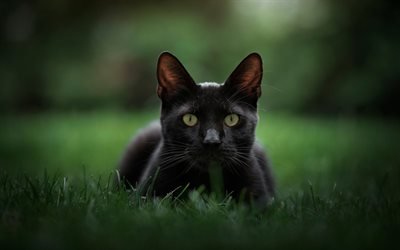 Bombay Cat, bokeh, pets, green eyes, black cat, domestic cat, cats, Bombay