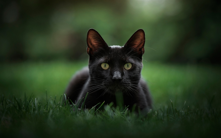 ダウンロード画像 ボンベイ猫 ボケ ペット 緑色の瞳を 黒猫 国内猫 猫 ボンベイ フリー のピクチャを無料デスクトップの壁紙