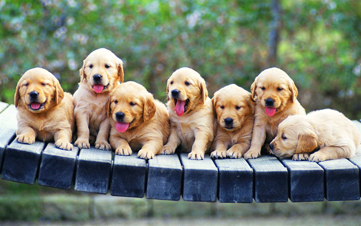labradors, family, puppies, retriever, pets, friendship, small labradors, golden retriever