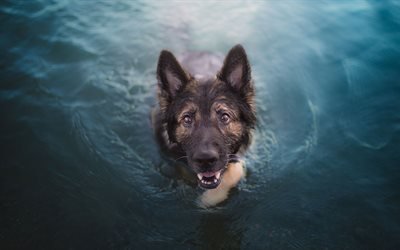 German Shepherd, 4k, pets, swimming dog, lake, cute animals, dogs, German Shepherd Dog