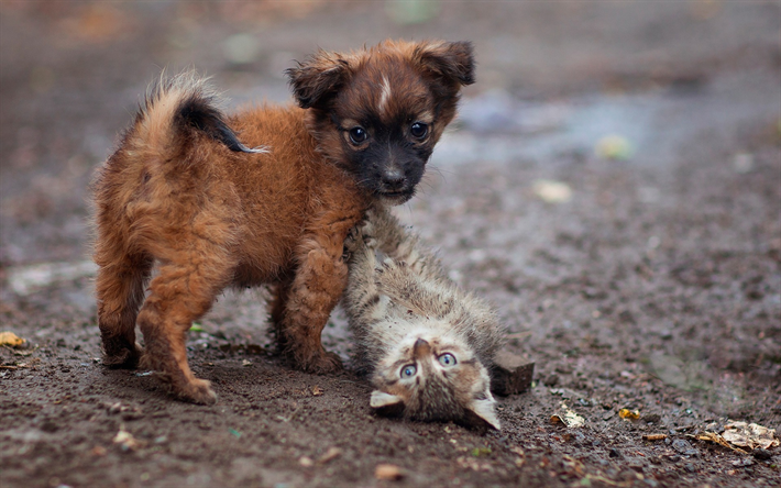 pequeno cachorro marrom, cinza gatinho, amizade conceitos, animais bonitinho, gato e c&#227;o