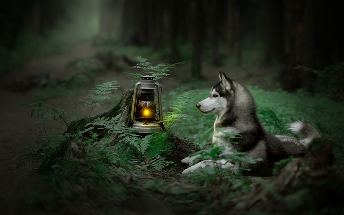 ダウンロード画像 ハスキー 子犬 ペット 森林 かわいい動物たち シベリアンハスキー ボケ 犬 シベリアンハスキー犬 フリー のピクチャを無料デスクトップの壁紙