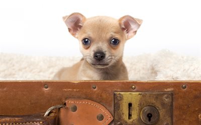 Chihuahua, small light brown puppy, cute animals, puppy in suitcase, pets, dogs