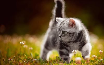 British Shorthair Cat, kitten, lawn, domestic cat, cats, cute animals, British Shorthair