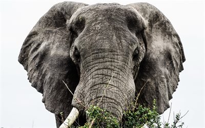 big elephant, green tree, Africa, wildlife, elephant trunk