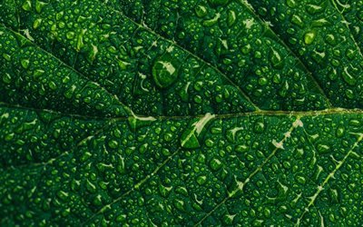 green leaf, close-up, drops of dew, ecology, leaves, dew