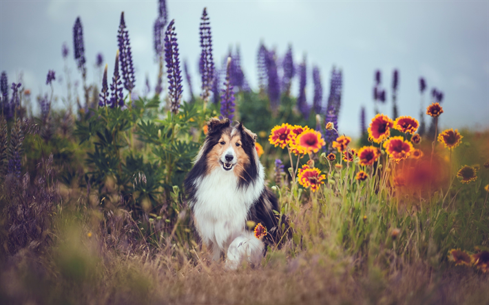 Shetland Sheepdog, bokeh, Sheltie, animais de estima&#231;&#227;o, Shetland Collie, shetland sheepdog, cachorros, Shetland Sheepdog C&#227;o