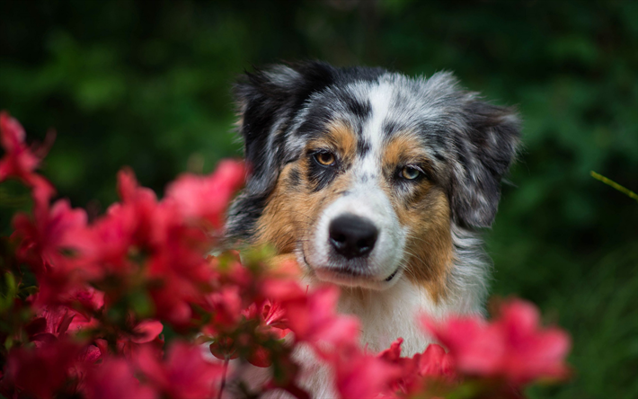 Pastor australiano, esponjosas lindos perros, mascotas, perros en las flores, Aussie, perro grande