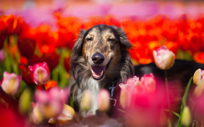 Borzoi, bokeh, flores, cachorros, close-up, animais de estima&#231;&#227;o, animais fofos, Cachorro Borzoi