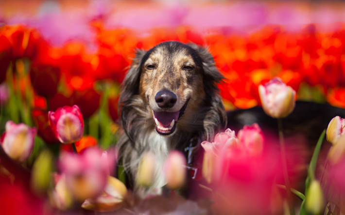 Borzoi, ボケ, 花, 犬, 近, ペット, かわいい動物たち, Borzoi犬