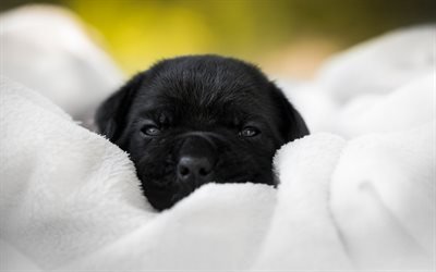 Cane Corso, little black puppy, cute little animals, dogs, pets, puppies