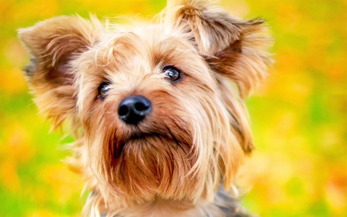 4k, Yorkie, close-up, Yorkshire Terrier, autunno, carino animali, animali domestici, cani, Yorkshire Terrier Cane