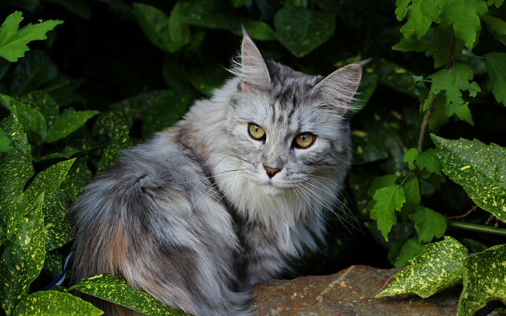 maine coon, gris gato peludo, arbusto verde, hojas verdes, lindo animales, mascotas, gatos