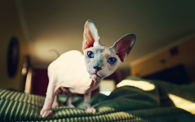 Sphynx, bokeh, cute animals, funny cat, cats, close-up, domestic cats, Sphynx cat