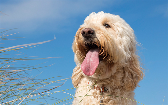 Goldendoodle, white curly dog, pets, cute animals, blue sky, portrait, dogs, Groodle