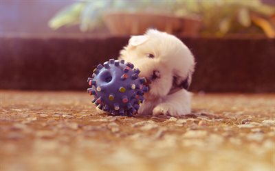 Shih tzu Dog, 4k, puppy, toys, pets, fluffy dog, cute animals, dogs