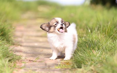 Continental toy spaniel, Papillon, small white puppy, funny dogs, pets, green grass, dogs