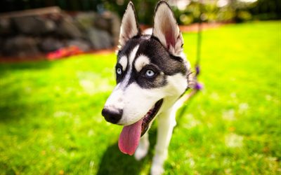 少しhussy, かわいい子犬, 青い眼, ペット, 犬, 夏, 緑の芝生, ハスキー, 小さなグレー犬